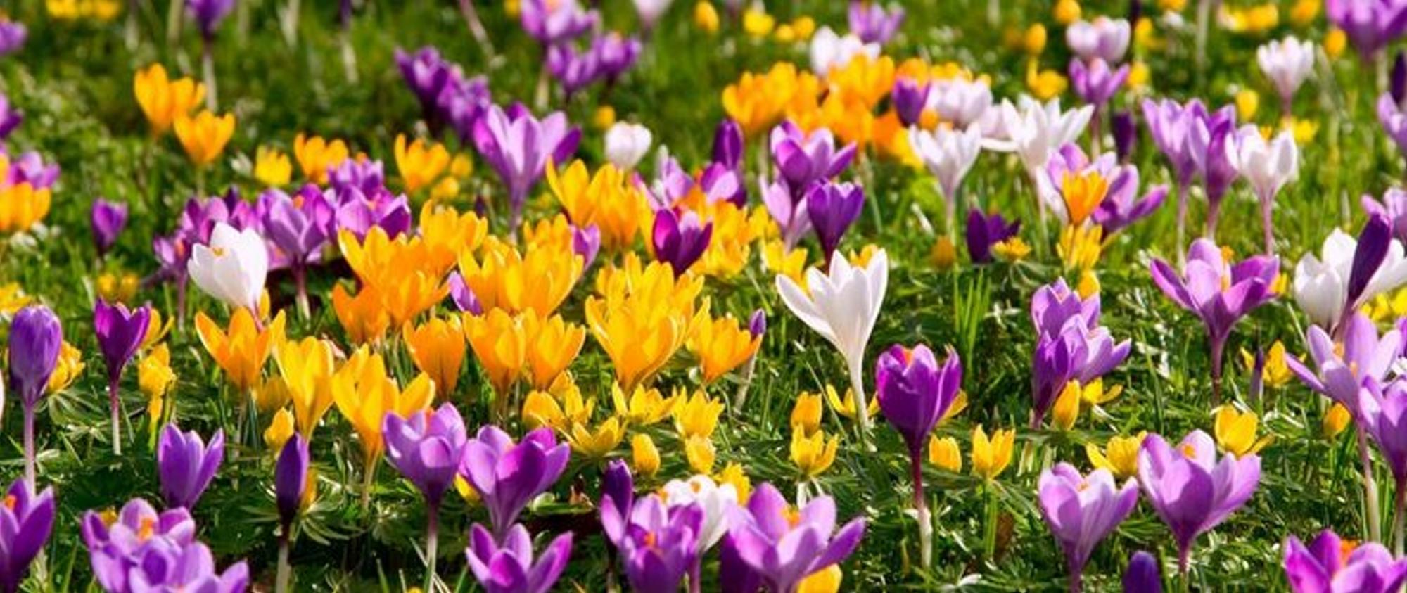 crocus